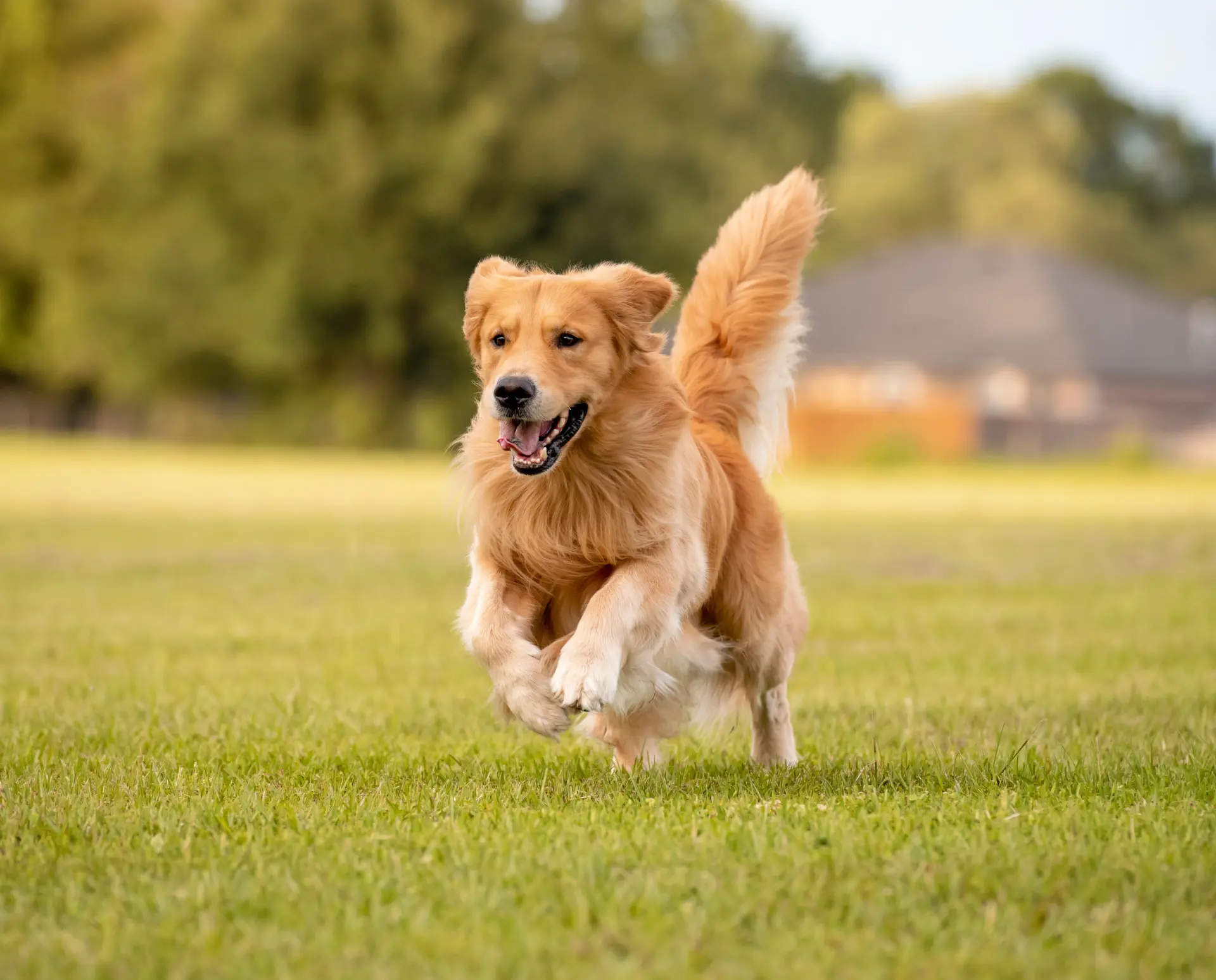 Golden retriever biegnący po trawie