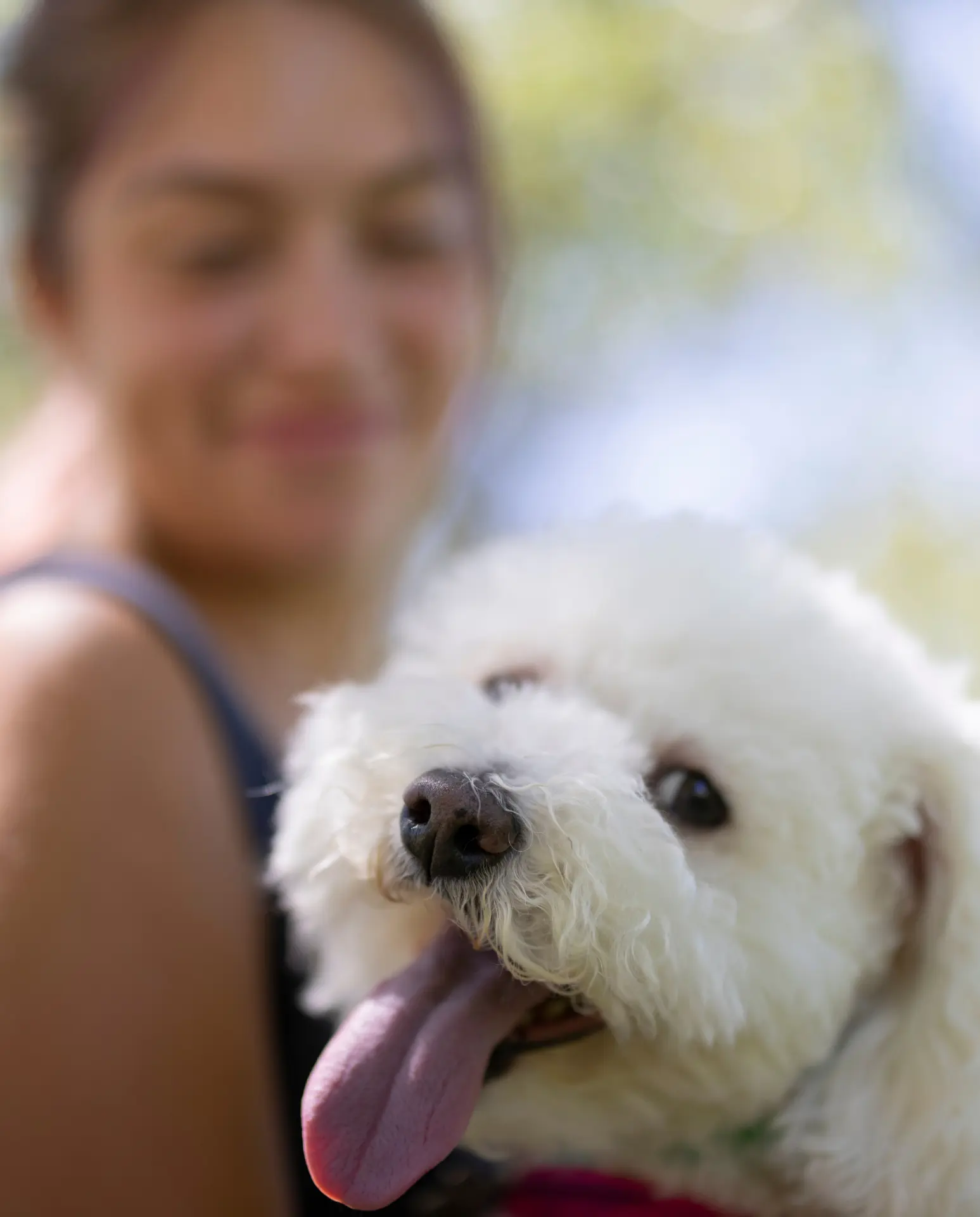 Opiekunka z białym pieskiem bichon na spacerze