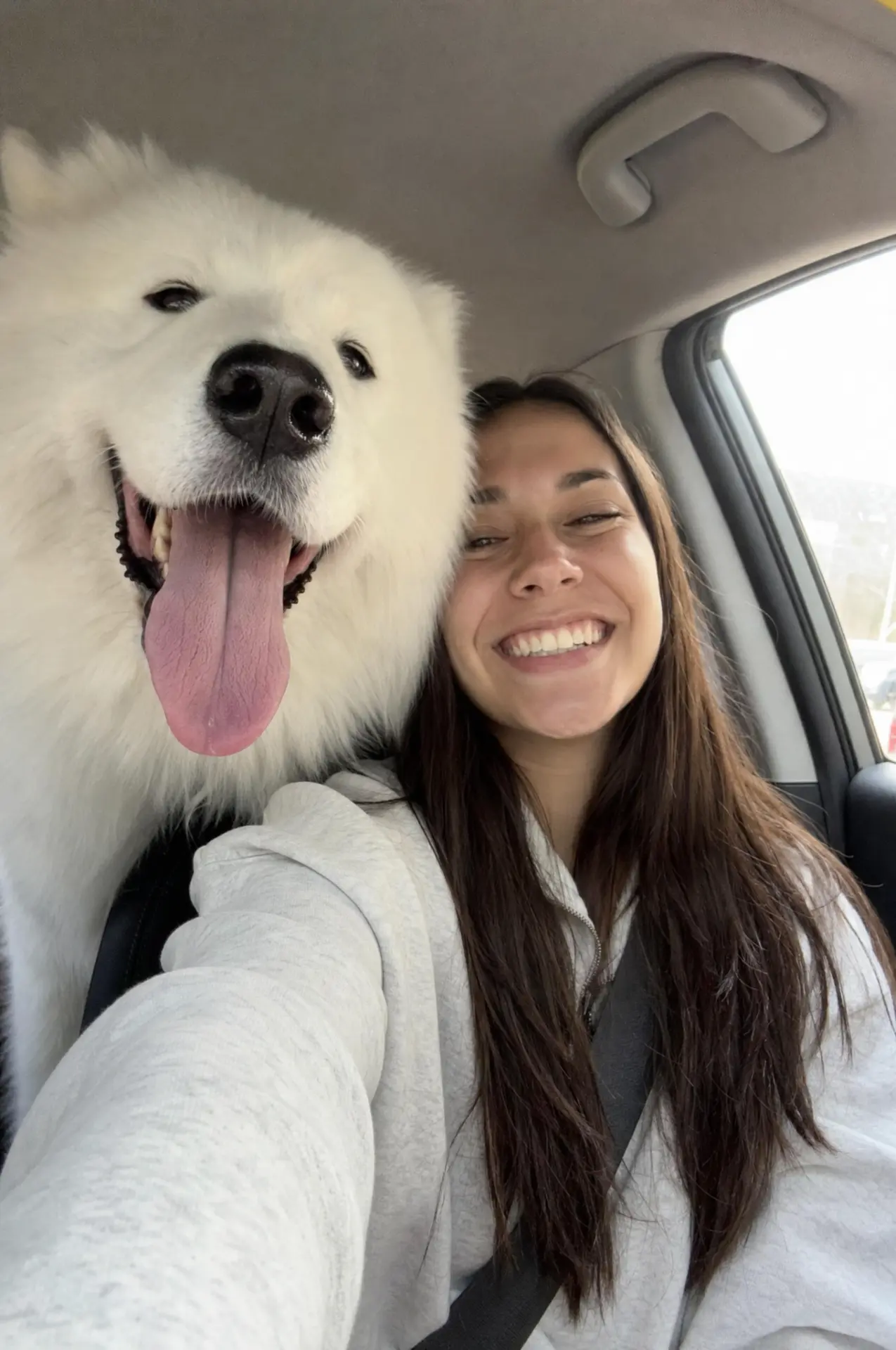 Opiekunka z samojedem w aucie
